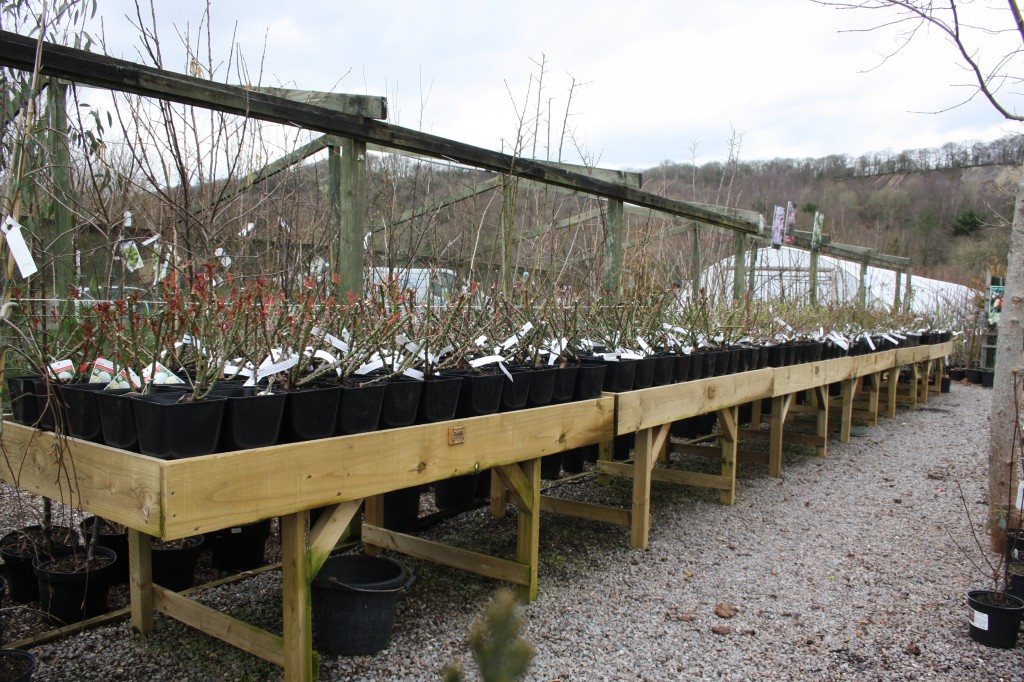 Garden Centre Display Tables The Wooden Bampton, Devon